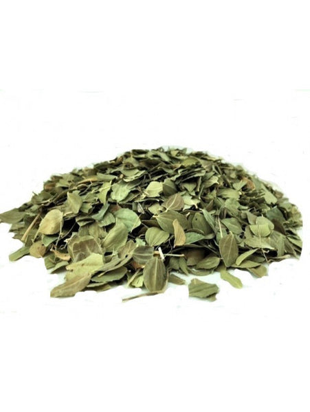 Feuilles De Sidr – Jujubier