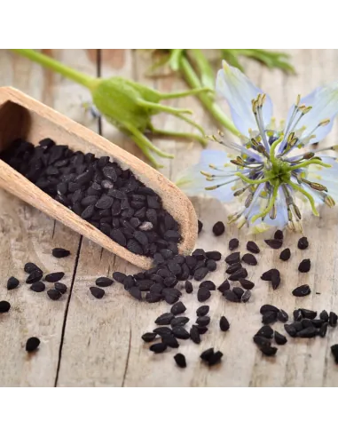 GRAINES DE NIGELLE - NIGELLA SATIVA